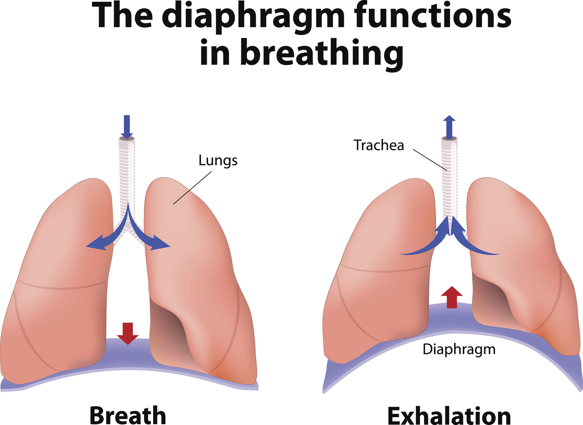 Diaphragm Breathing Diagram One Way To Improve Your Run Diaphragmatic
